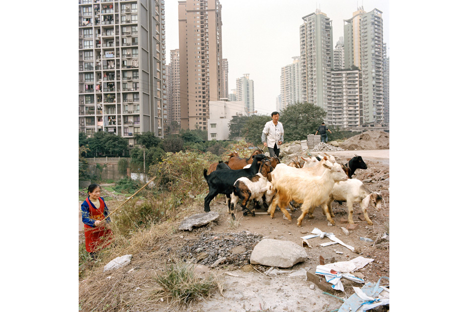 A couple pastures goats in between a housing complex and a construction site in the Shapingba district. Tax benefits and other incentives offered by the local government have spurred areas of economic growth in the city’s central business district as what was once open space is converted to construction sites for new developments.