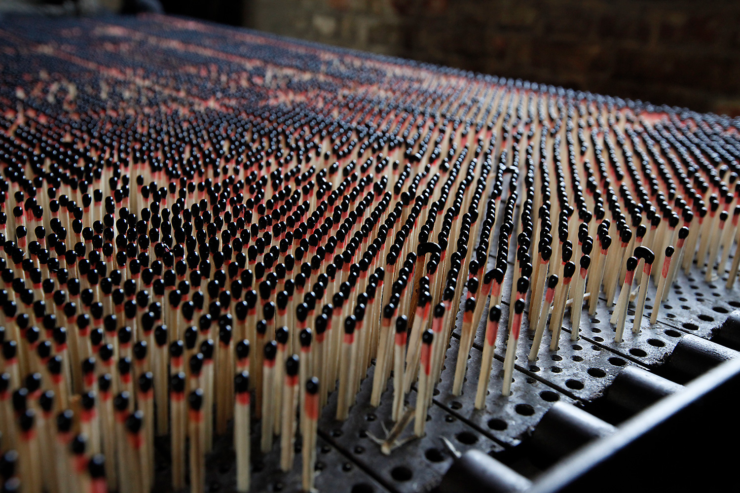 Thousands of matchsticks stand in a machine used to dip them. The quality of the dipping determines the quality of the match.