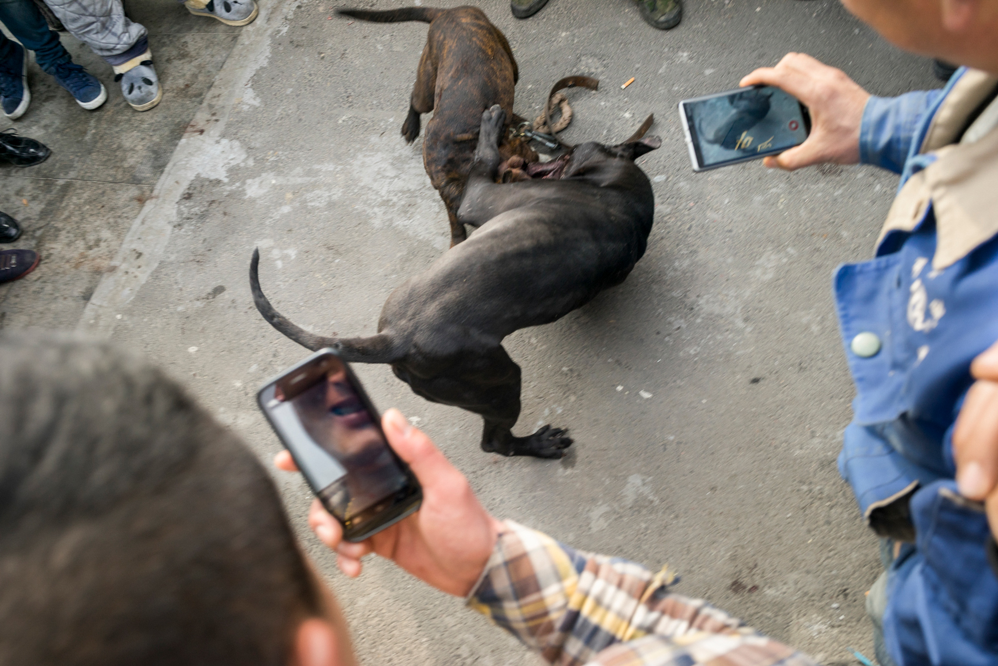 People film a dogfight in Shencheng, February 14, 2015. 