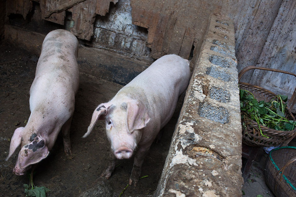 Mingxian Hall is accessed through a side entrance in Wang Changfa’s home. He and his wife keep a pair of pigs and a gaggle of chickens in the inner courtyard. 