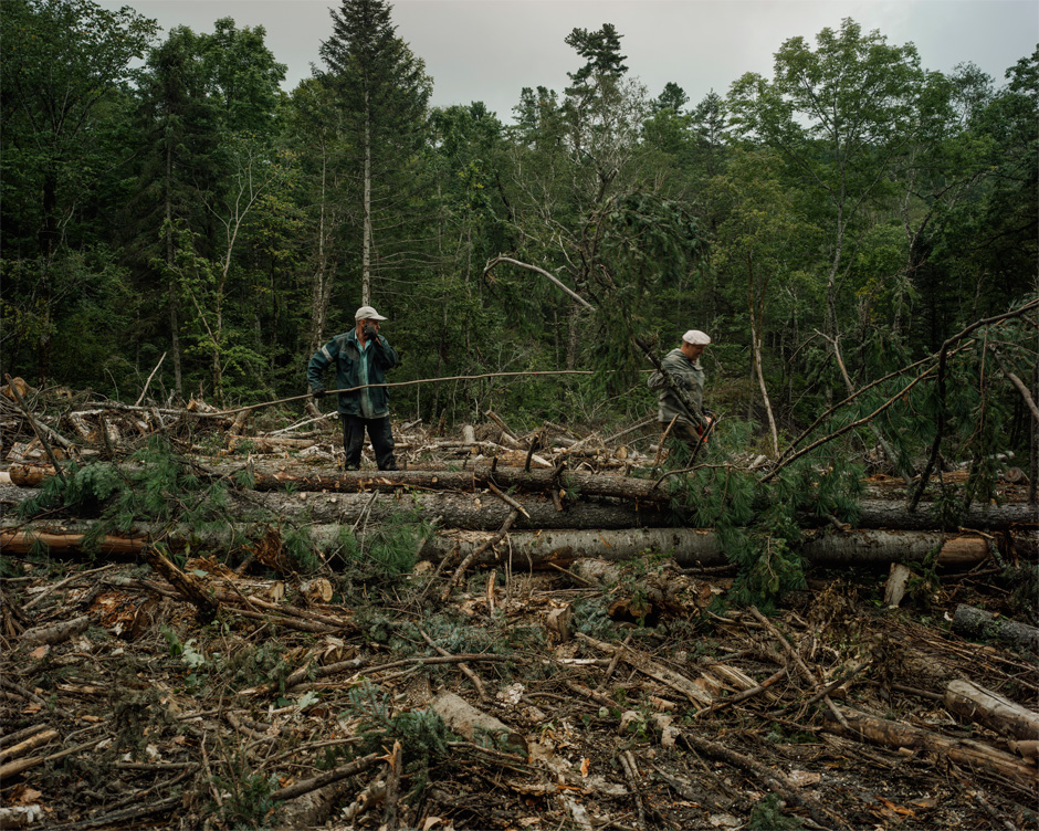 A team of lumbermen works in the Lazo region. Six laborers make up a team and live on-site for stretches of three months.