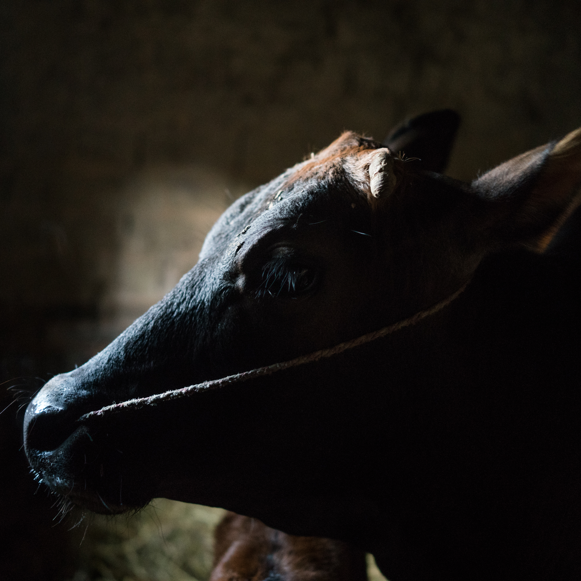 Many rural Chinese were forced to live in cow pens during the Cultural Revolution, before they were taken away and killed. Today, many of the survivors eke out meager existences as rural laborers or farmers. Their families were denied education in the Mao era, which has affected younger generations down to today.