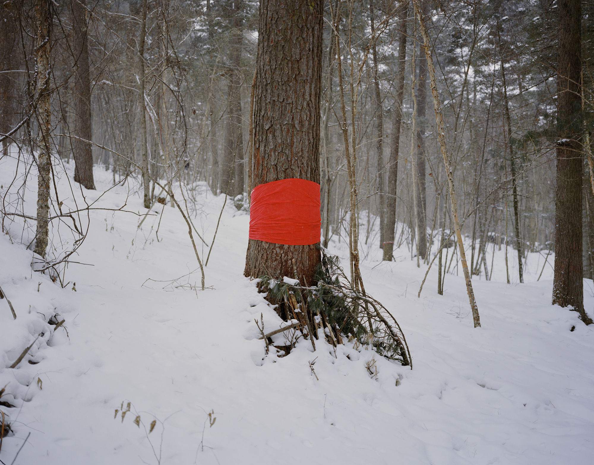 A piece of red cloth tied around a pine tree, a local tradition of praying for peace and fortune, at Wuying National Forest Park, in the city of Yichun, in China’s northeastern Heilongjiang province, February 2017. Yichun is best known as China’s “forest capital.” In 2013, it was deemed “declining.”