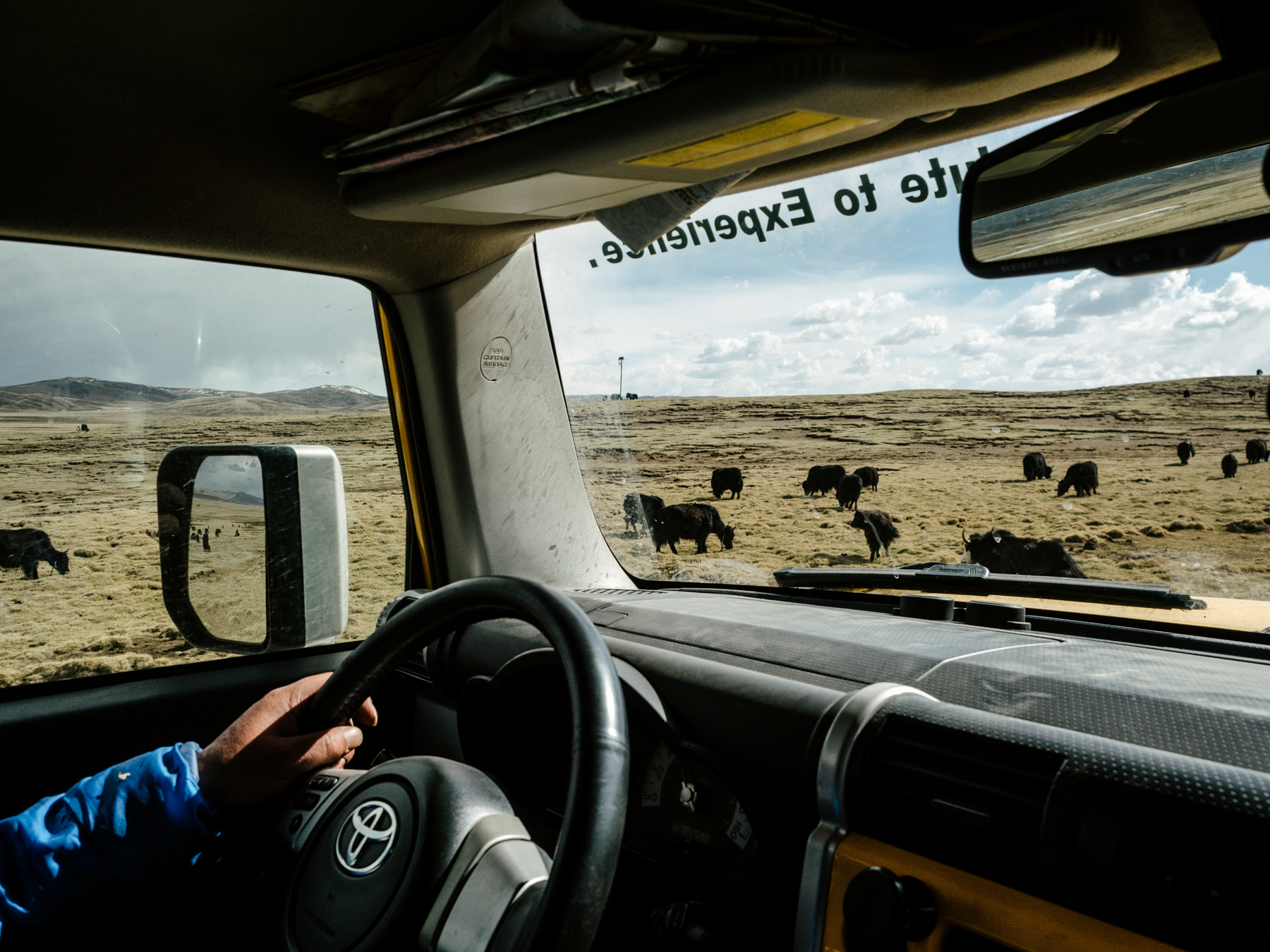 Yang drives past grazing yaks in the Sanjiangyuan National Nature Reserve in Qinghai province. In an effort to address a record dry spell in the Yellow River in the 1990s, as well as other environmental issues, the government established the Sanjiangyuan Reserve to protect the river’s source in northwest Qinghai province.